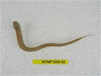 藏品(灰盲條魚)的圖片